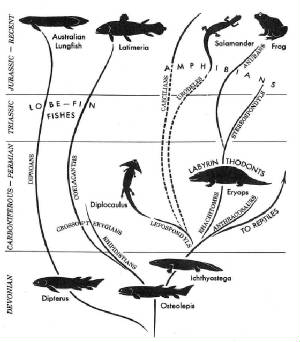 DEVONIAN.jpg