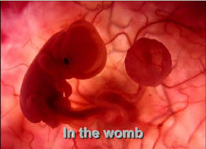 Womb.jpg