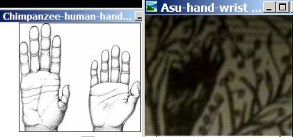 Chimpanzee-human-Asu-Adam-hand-wrist-fingers.jpg