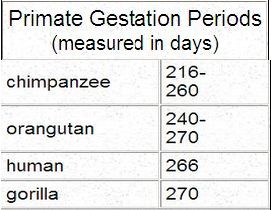 Gestation-periods-human-apes.jpg