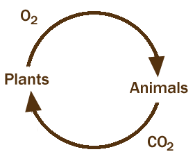 carbon-oxygen-cycle-circle.gif